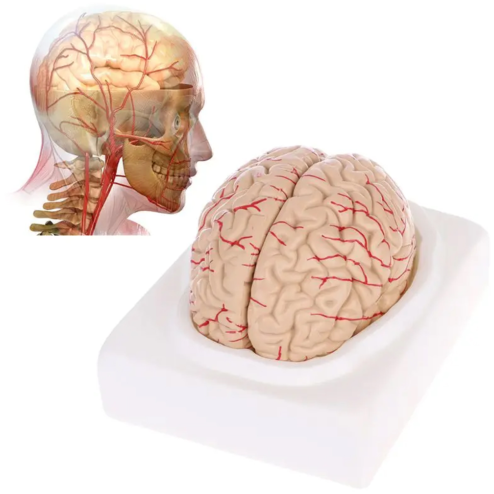 Medical Lab Study - Model anatomi otak ukuran hidup manusia