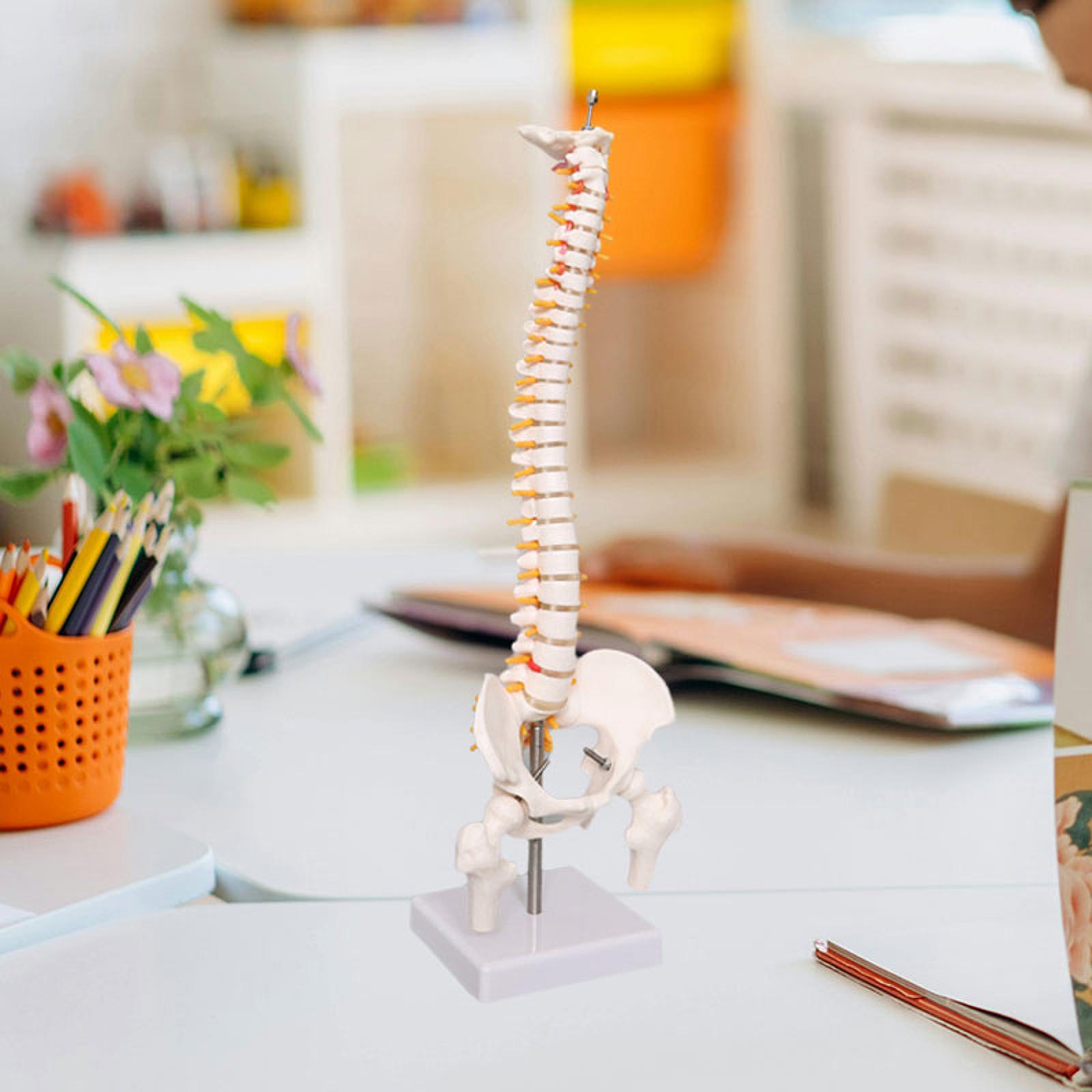 Medical Lab Study - Model Tulang Belakang Manusia 17,7 inci
