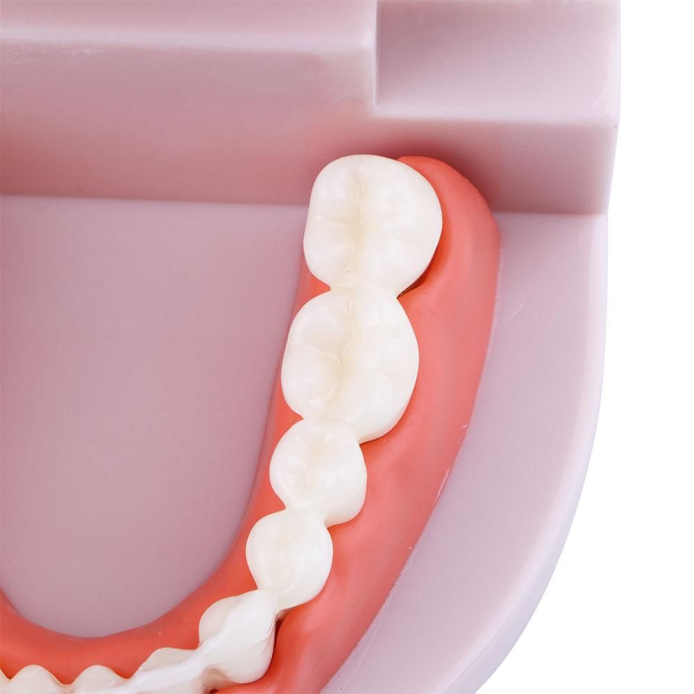 Medical Lab Study - Model Gigi untuk Demonstrasi Pendidikan Oral