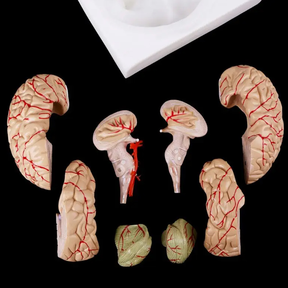 Model anatomi otak ukuran hidu - Medical Lab Study ulasan dan harga