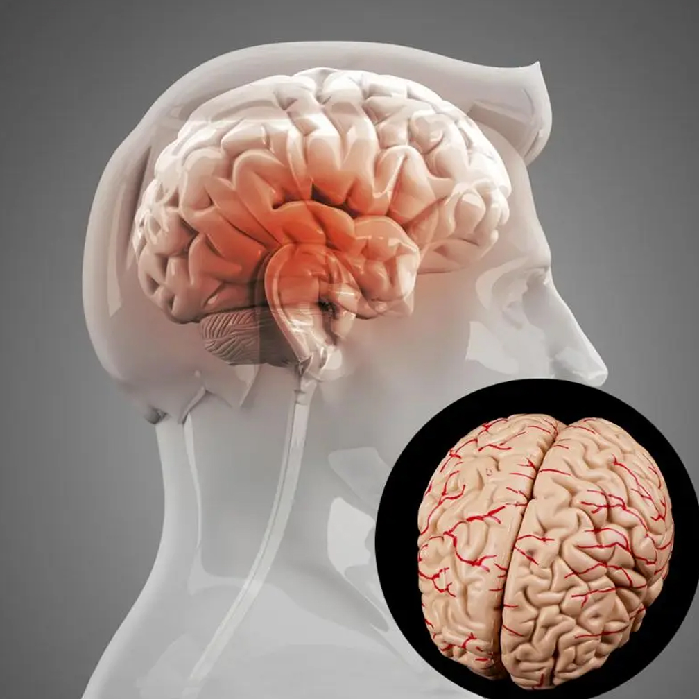 Model anatomi otak ukuran hidu - Medical Lab Study ulasan dan harga