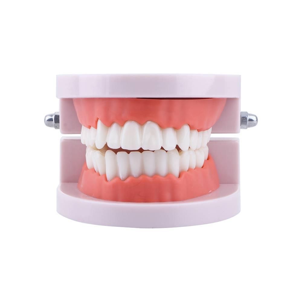 Pro White Lab Typodont Model D - Medical Lab Study ulasan dan harga