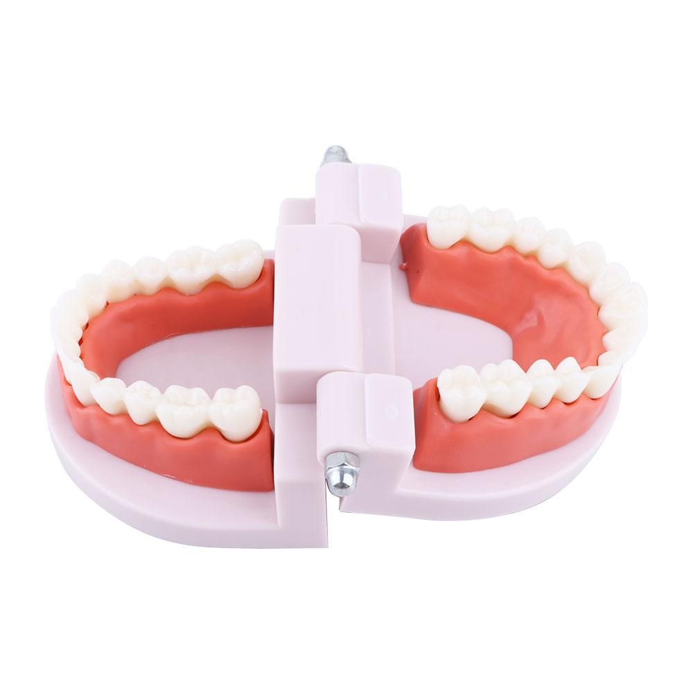 Pro White Lab Typodont Model D - Medical Lab Study ulasan dan harga