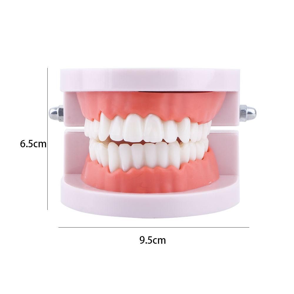 Pro White Lab Typodont Model D - Medical Lab Study ulasan dan harga