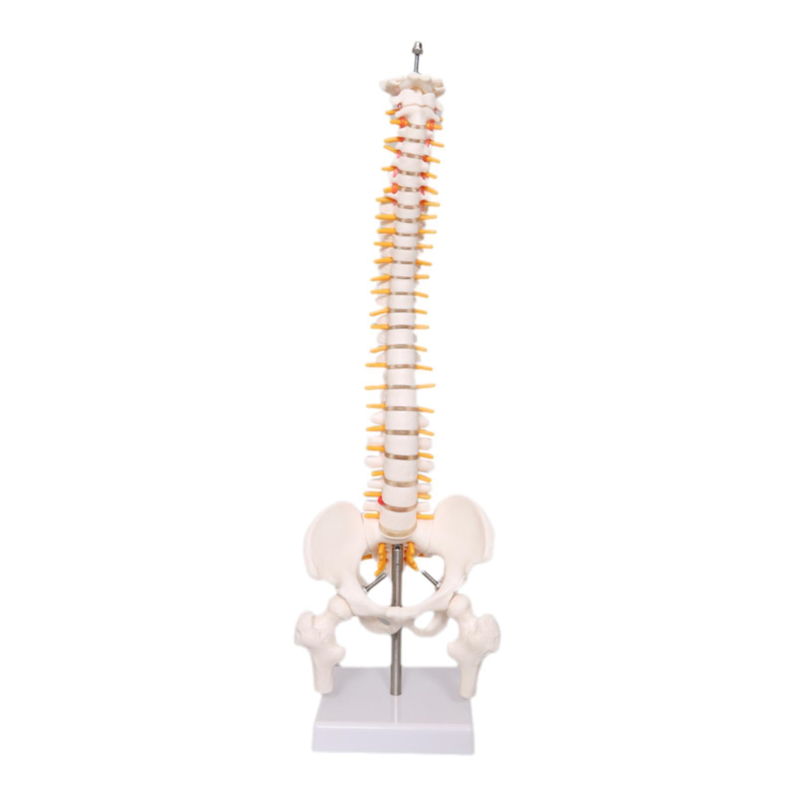 Model Tulang Belakang Manusia  - Medical Lab Study ulasan dan harga