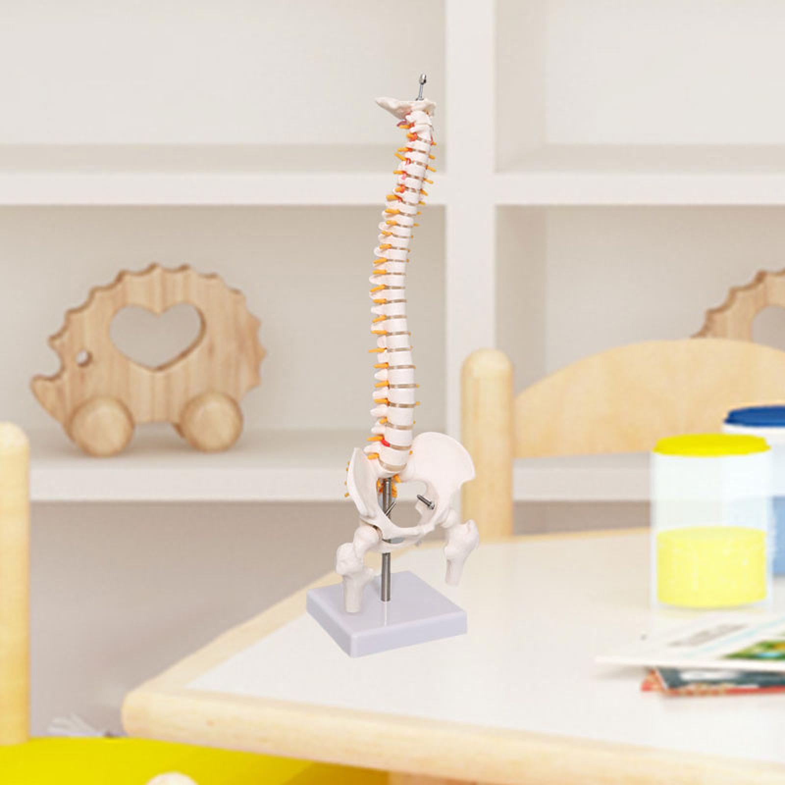Model Tulang Belakang Manusia  - Medical Lab Study ulasan dan harga