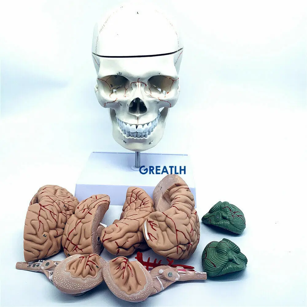 GREATLH Model anatomi otak kep - Medical Lab Study ulasan dan harga
