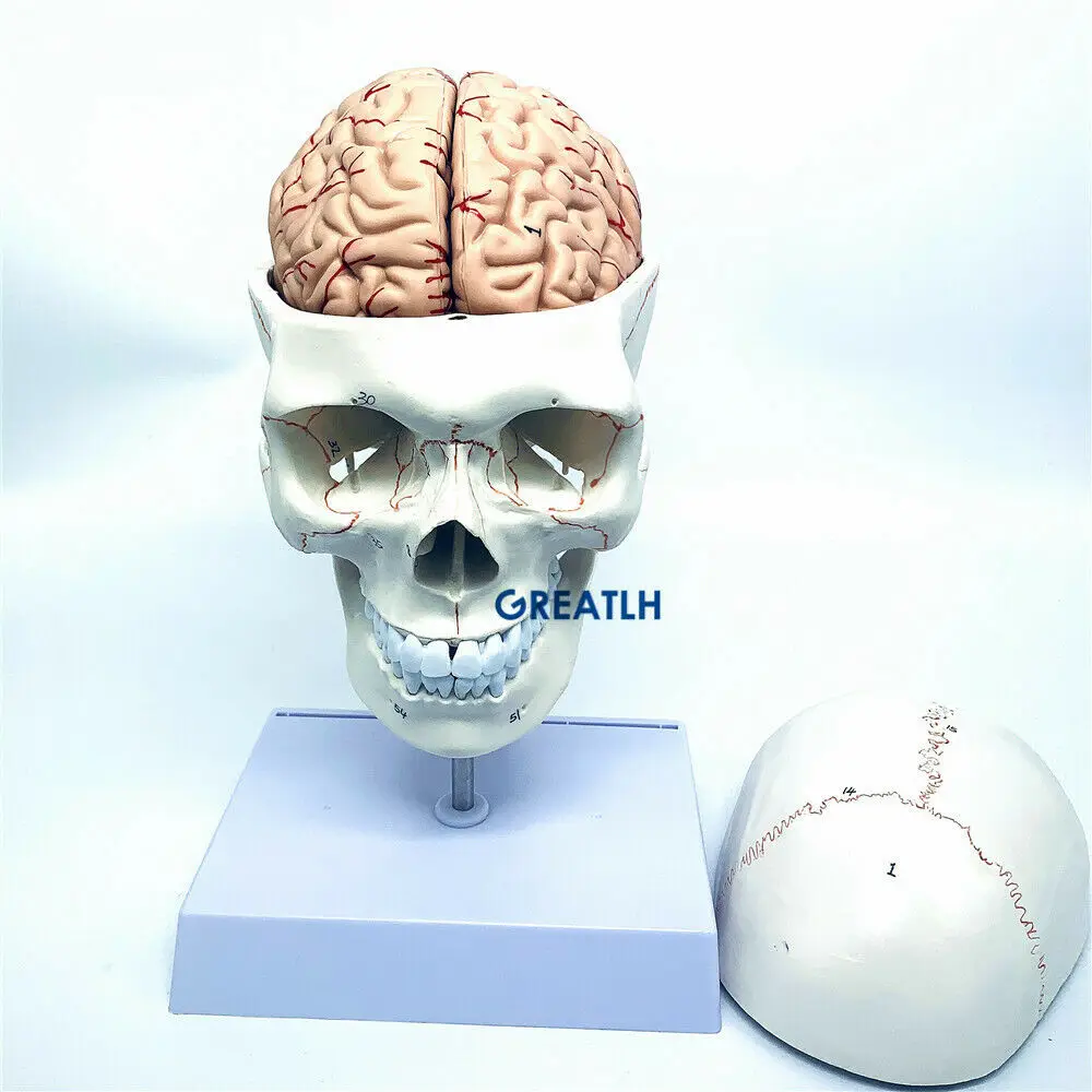 GREATLH Model anatomi otak kep - Medical Lab Study ulasan dan harga