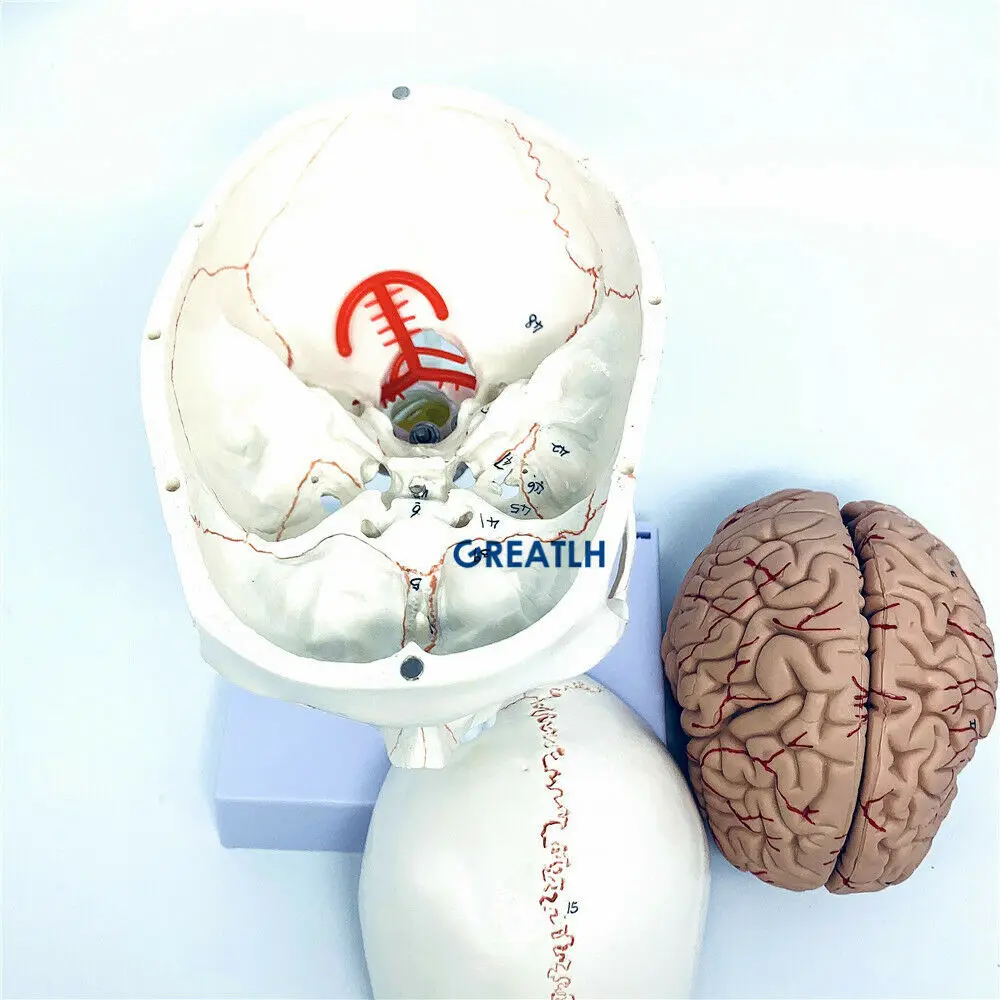 GREATLH Model anatomi otak kep - Medical Lab Study ulasan dan harga