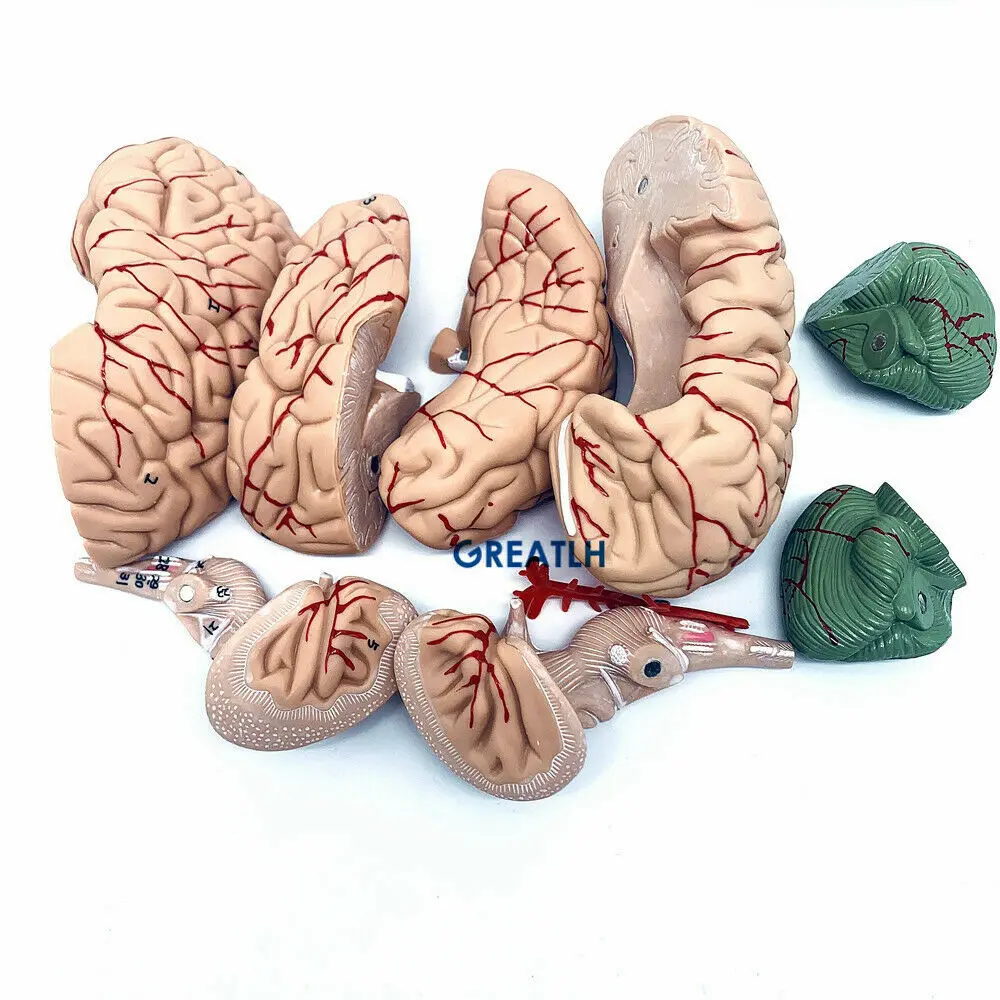GREATLH Model anatomi otak kep - Medical Lab Study ulasan dan harga