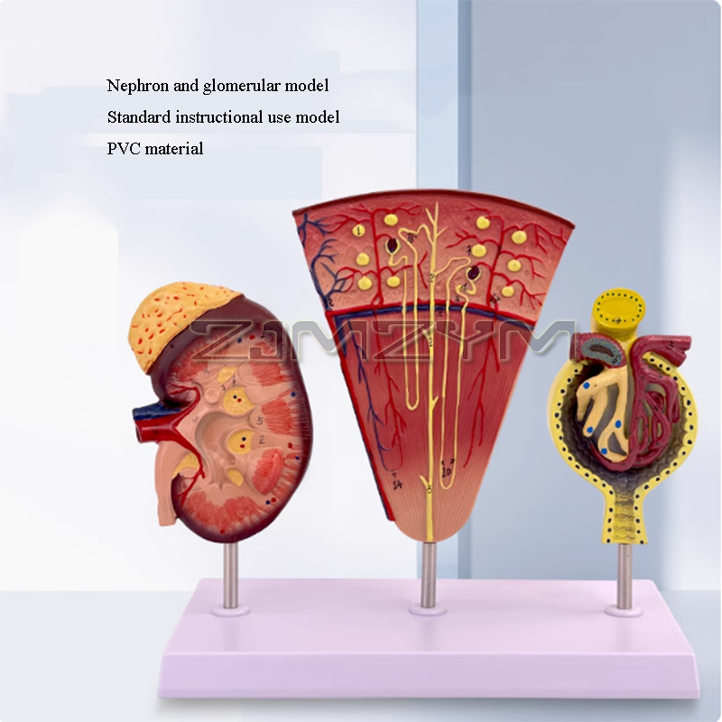 Struktur ginjal Model lomerulu - Medical Lab Study ulasan dan harga