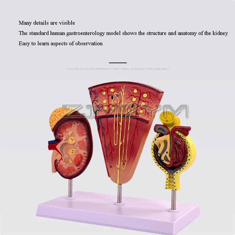 Struktur ginjal Model lomerulu - Medical Lab Study ulasan dan harga
