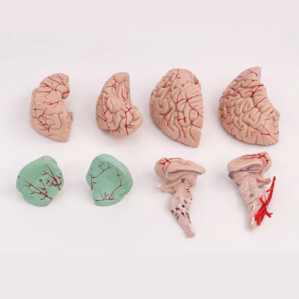 Model bidang fungsional otak o - Medical Lab Study ulasan dan harga