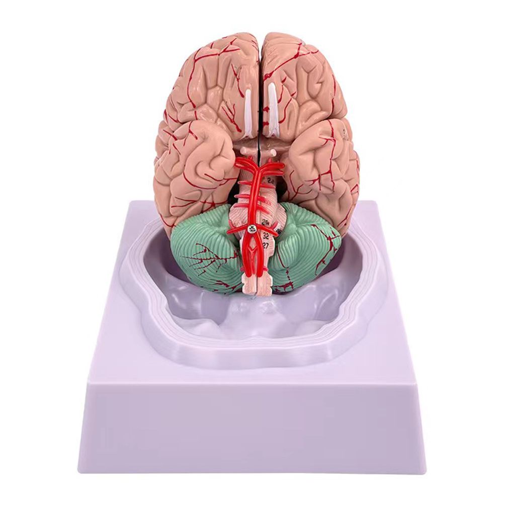 Model bidang fungsional otak o - Medical Lab Study ulasan dan harga