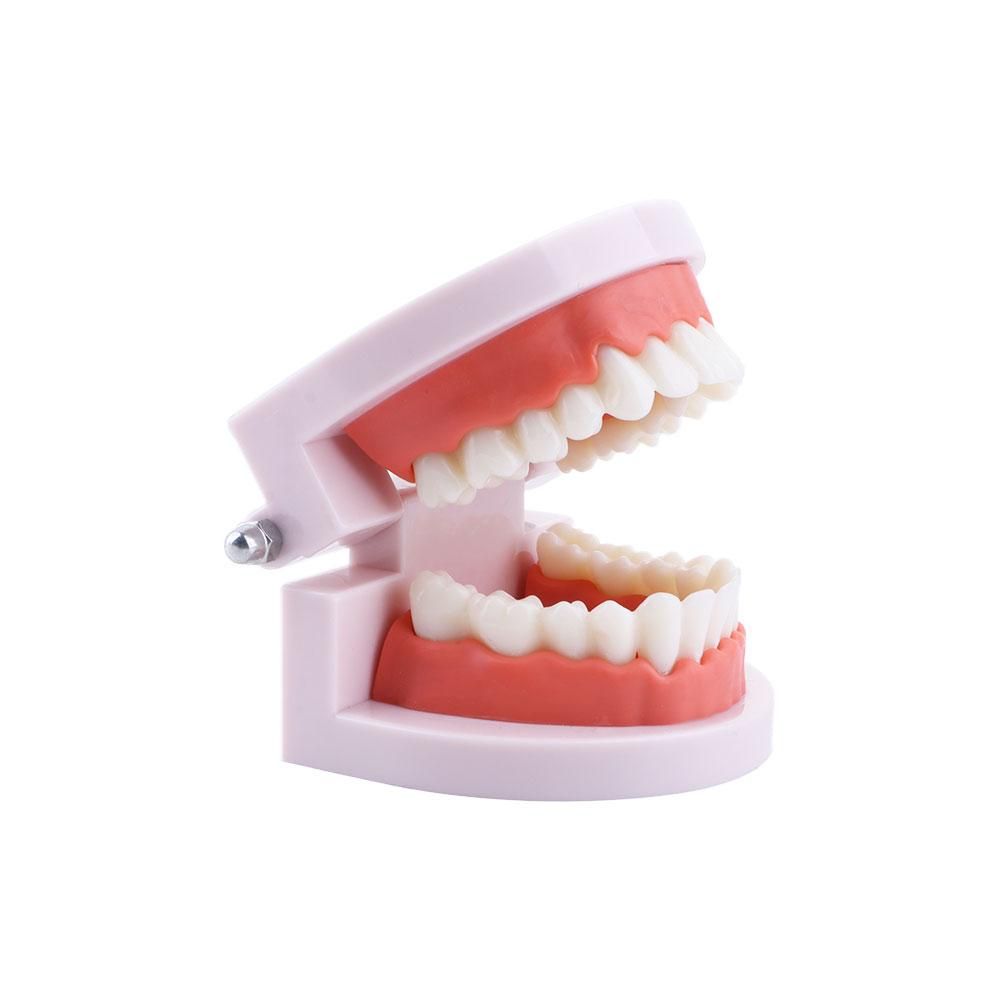 Lab Pro White Study Oral Educa - Medical Lab Study ulasan dan harga